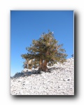 2003-09-20 White (63)